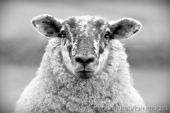 Rothbury Ewe