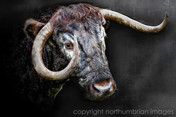 longhorn, cattle, bull, "northumbrian images", northumberland, northumbria, cow, livestock, portrait