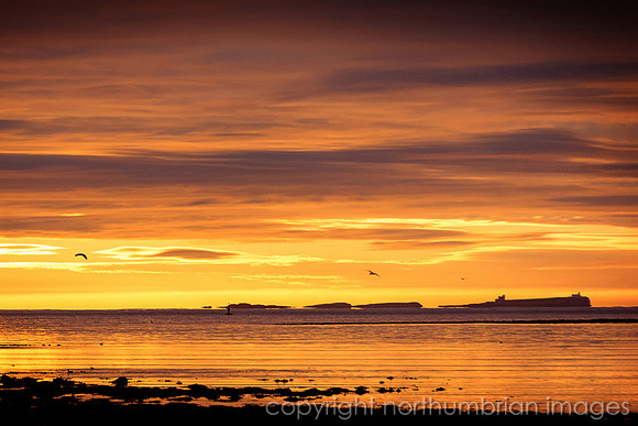 The Farnes morning gold