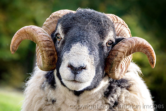 The inquisitive Blace Faced ewe