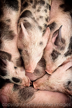 Piglets