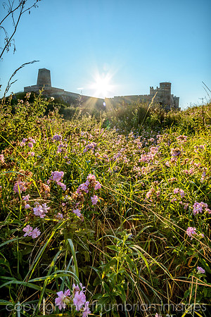 "northumbrian images", "wild flowers" , bamburgh, castle, sunrise, golden, northumberland, northumbrian, northumbria