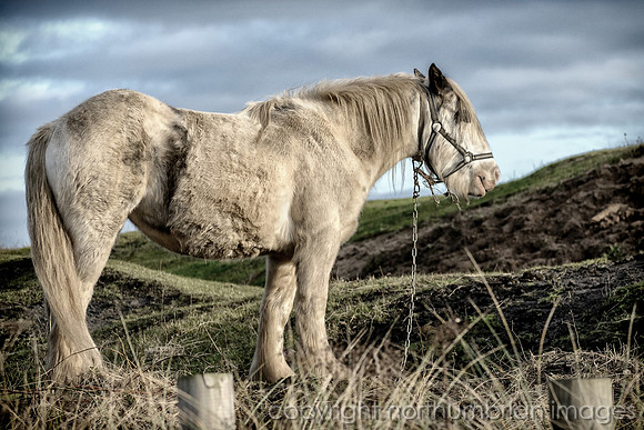 Cresswell tethered horse